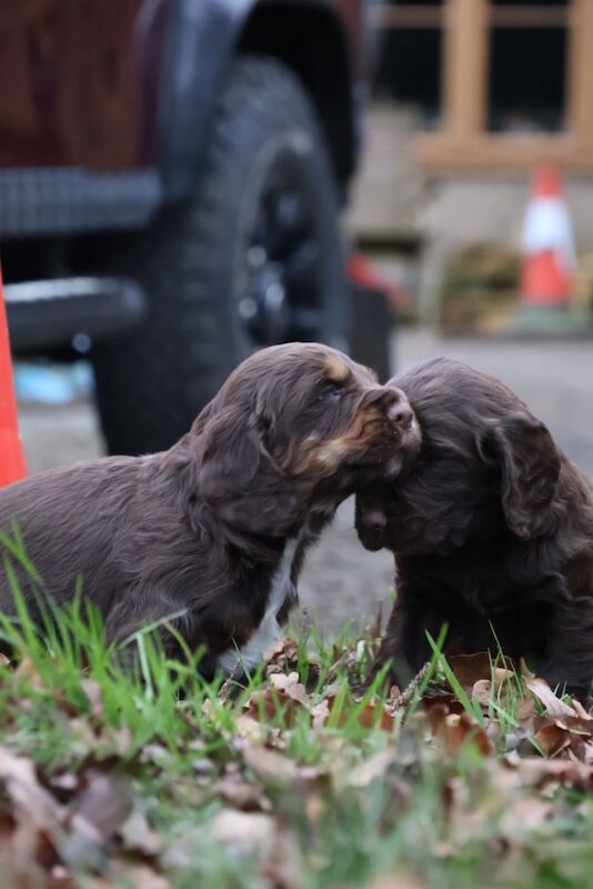 Cocker Spaniel puppies for sale in Bungay, Suffolk – 1 year old - Image 3 of 7