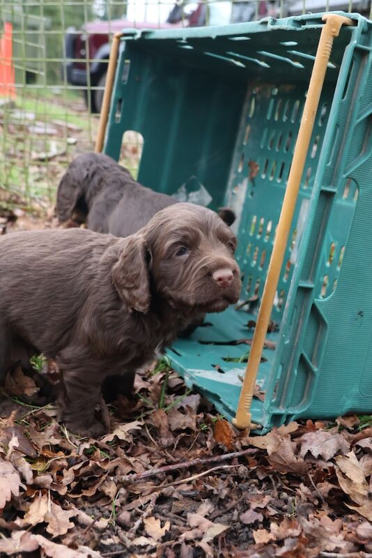 Cocker Spaniel puppies for sale in Bungay, Suffolk – 1 year old - Image 4 of 7