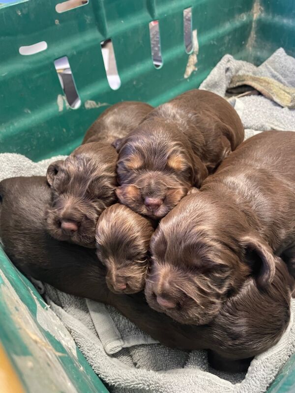 Cocker Spaniel puppies for sale in Bungay, Suffolk – 1 year old - Image 5 of 7