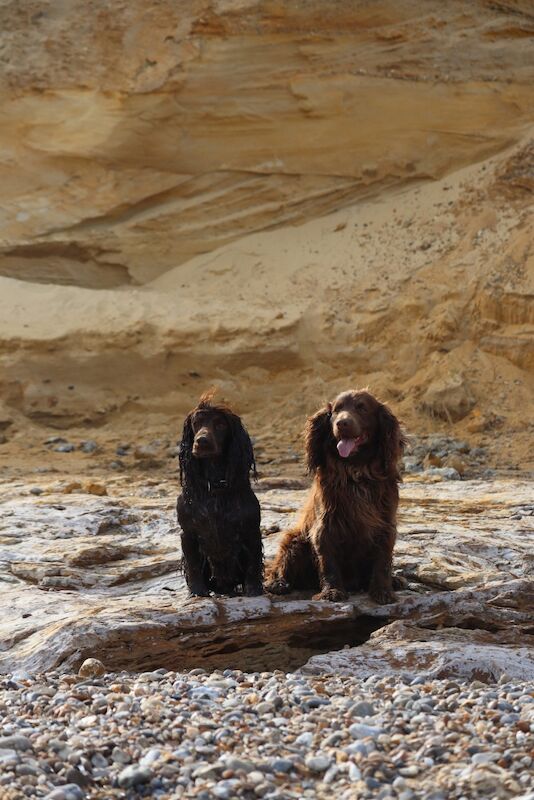 Cocker Spaniel puppies for sale in Bungay, Suffolk – 1 year old - Image 6 of 7
