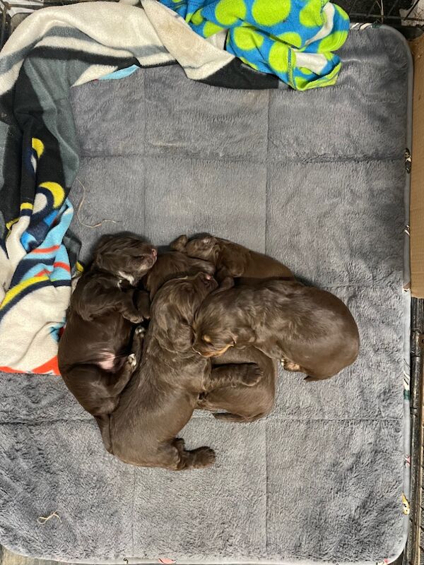 Cocker Spaniel puppies for sale in Bungay, Suffolk – 1 year old - Image 7 of 7