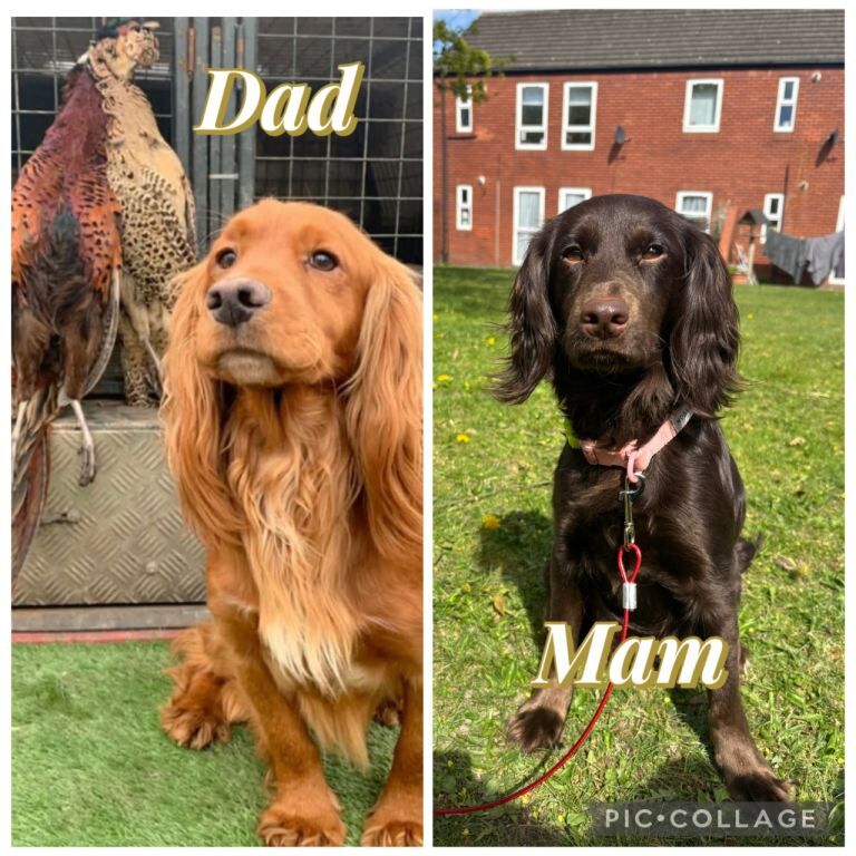 Working cocker spaniel puppies