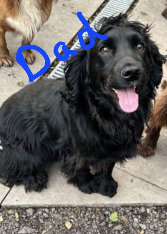 Working cocker spaniel puppies for sale in Preston, Lancashire