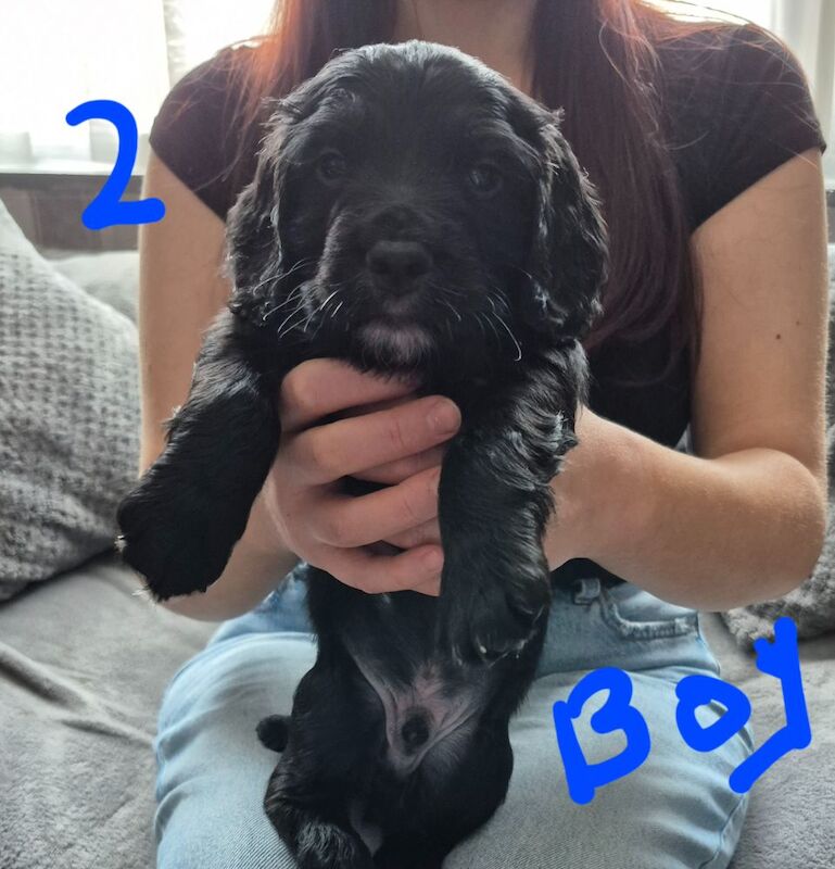 Working cocker spaniel puppies for sale in Preston, Lancashire | Image 2