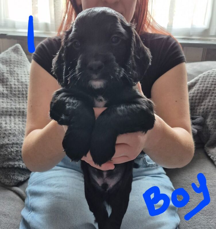 Working cocker spaniel puppies for sale in Preston, Lancashire | Image 3