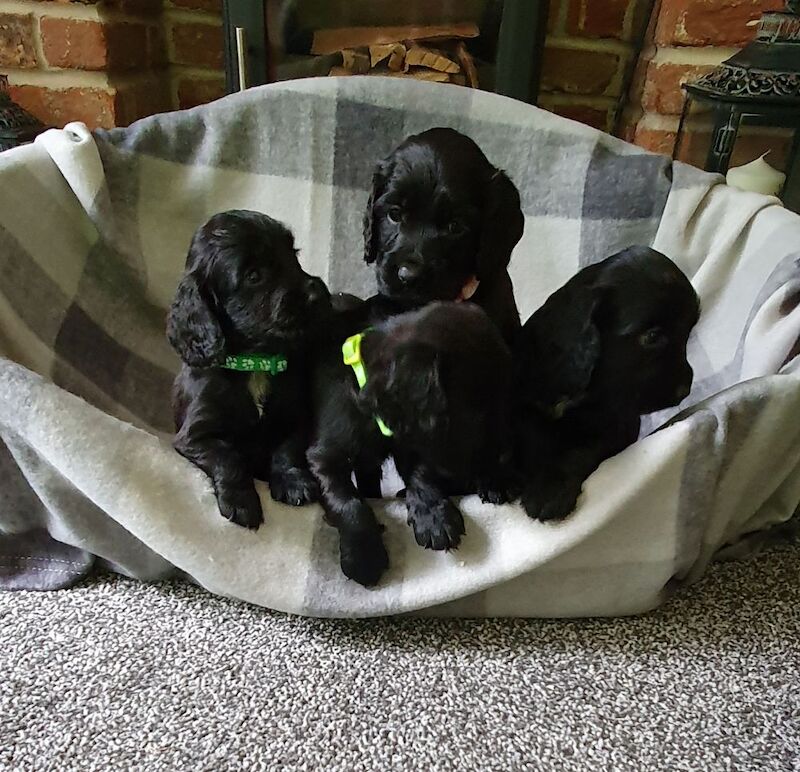 Cocker Spaniel puppies for sale in Mellor, Lancashire – 8 weeks old