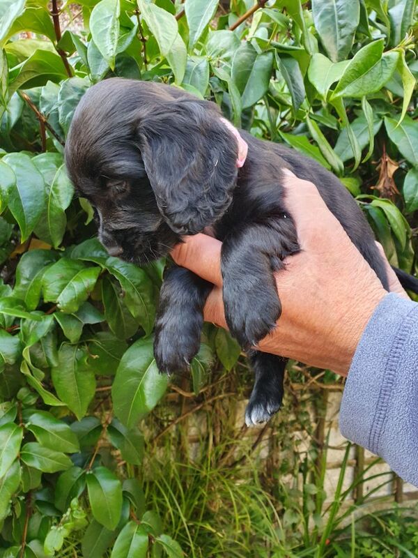 Cocker Spaniel puppies for sale in Mellor, Lancashire – 9 weeks old - Image 2 of 12