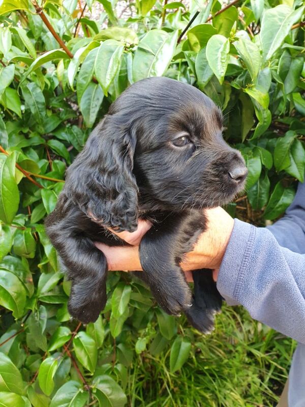 Cocker Spaniel puppies for sale in Mellor, Lancashire – 9 weeks old - Image 3 of 12