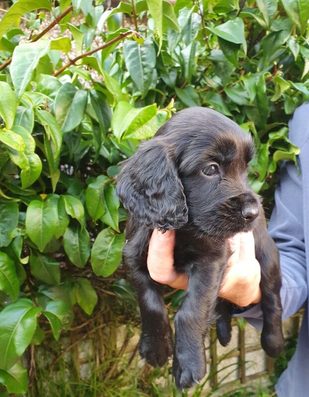 Cocker Spaniel puppies for sale in Mellor, Lancashire – 9 weeks old - Image 4 of 12