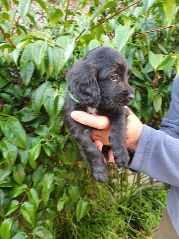 Cocker Spaniel puppies for sale in Mellor, Lancashire – 9 weeks old - Image 5 of 12