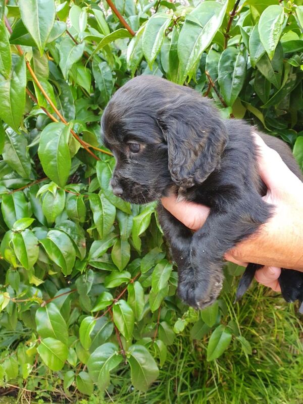 Cocker Spaniel puppies for sale in Mellor, Lancashire – 9 weeks old - Image 6 of 12