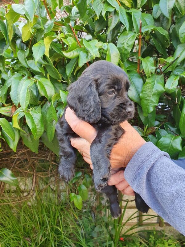 Cocker Spaniel puppies for sale in Mellor, Lancashire – 9 weeks old - Image 7 of 12