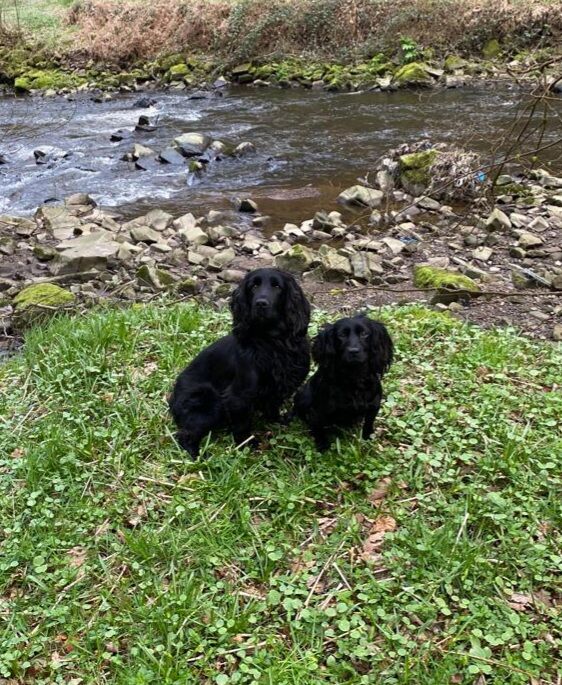 Cocker Spaniel puppies for sale in Mellor, Lancashire – 9 weeks old - Image 8 of 12