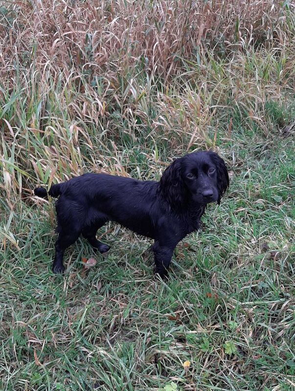 Cocker Spaniel puppies for sale in Mellor, Lancashire – 9 weeks old - Image 9 of 12