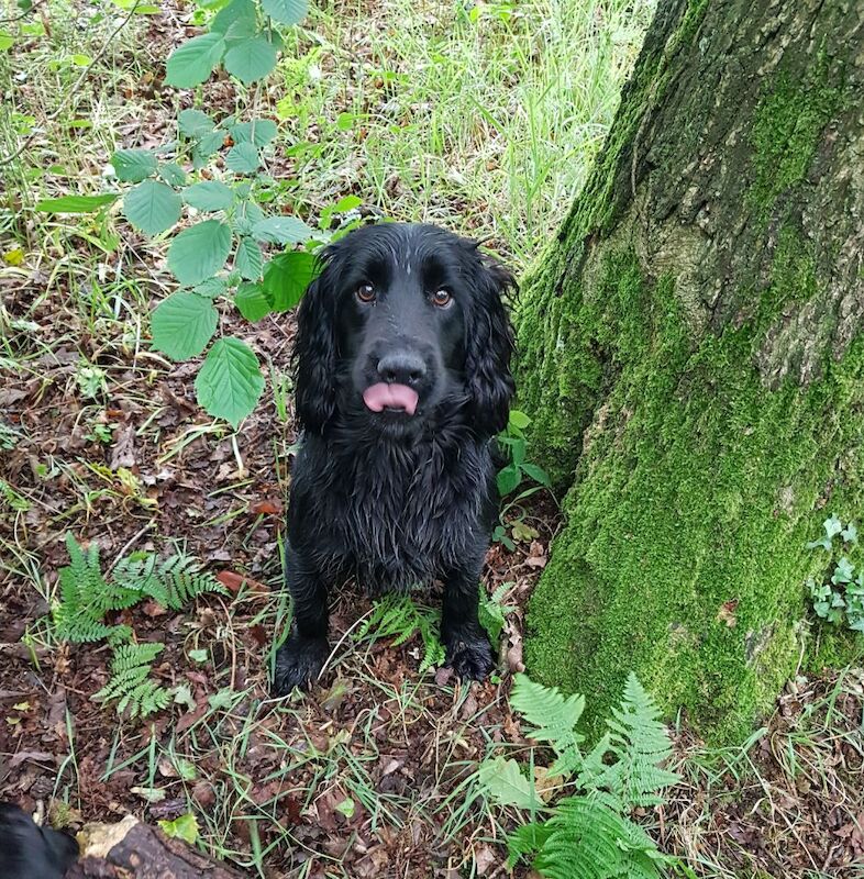 Cocker Spaniel puppies for sale in Mellor, Lancashire – 9 weeks old - Image 10 of 12