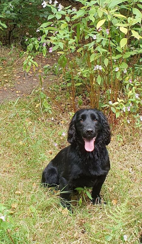 Cocker Spaniel puppies for sale in Mellor, Lancashire – 9 weeks old - Image 11 of 12