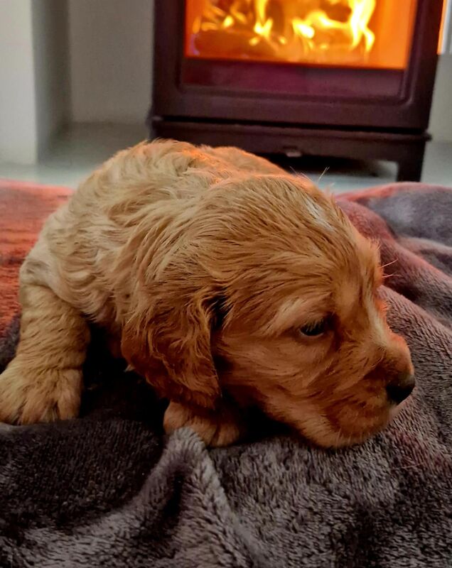 Working cocker spaniel puppies for sale in Rode Heath, Cheshire