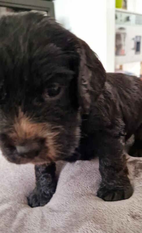 Working cocker spaniel puppies for sale in Rode Heath, Cheshire - Image 2