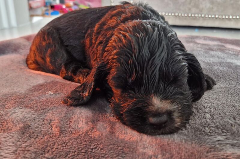Working cocker spaniel puppies for sale in Rode Heath, Cheshire - Image 3