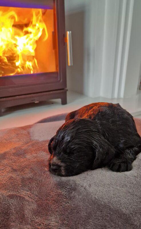 Working cocker spaniel puppies for sale in Rode Heath, Cheshire - Image 4