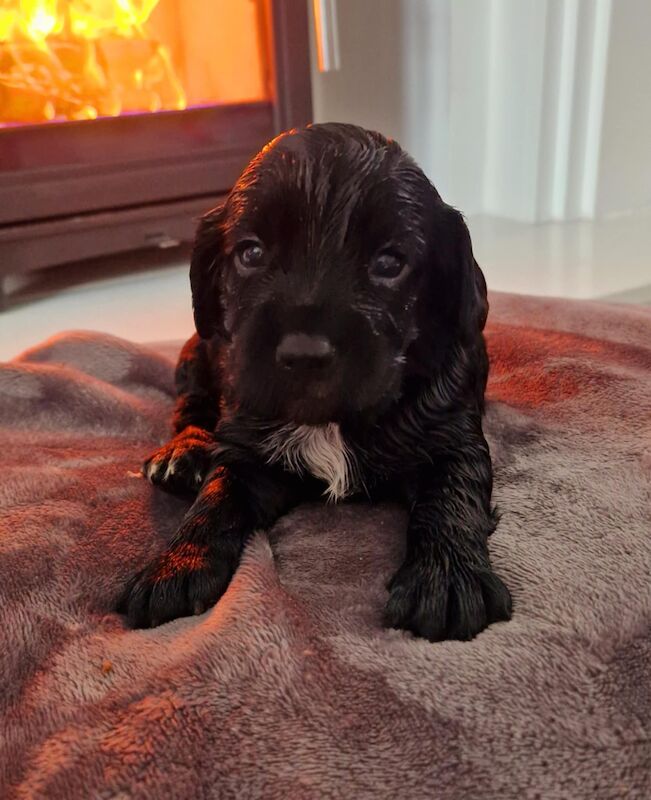 Working cocker spaniel puppies for sale in Rode Heath, Cheshire - Image 5