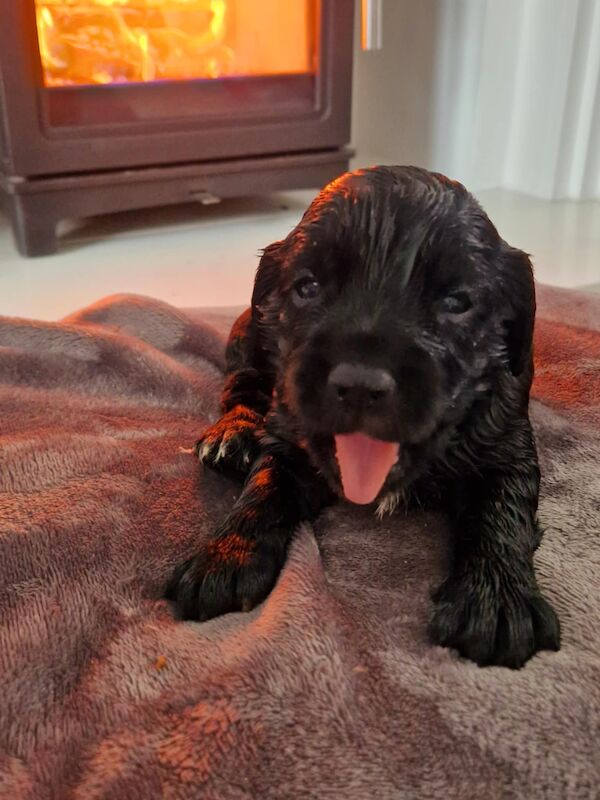 Working cocker spaniel puppies for sale in Rode Heath, Cheshire - Image 6