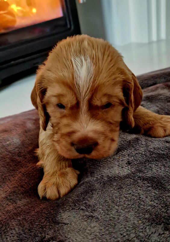 Working cocker spaniel puppies for sale in Rode Heath, Cheshire - Image 7