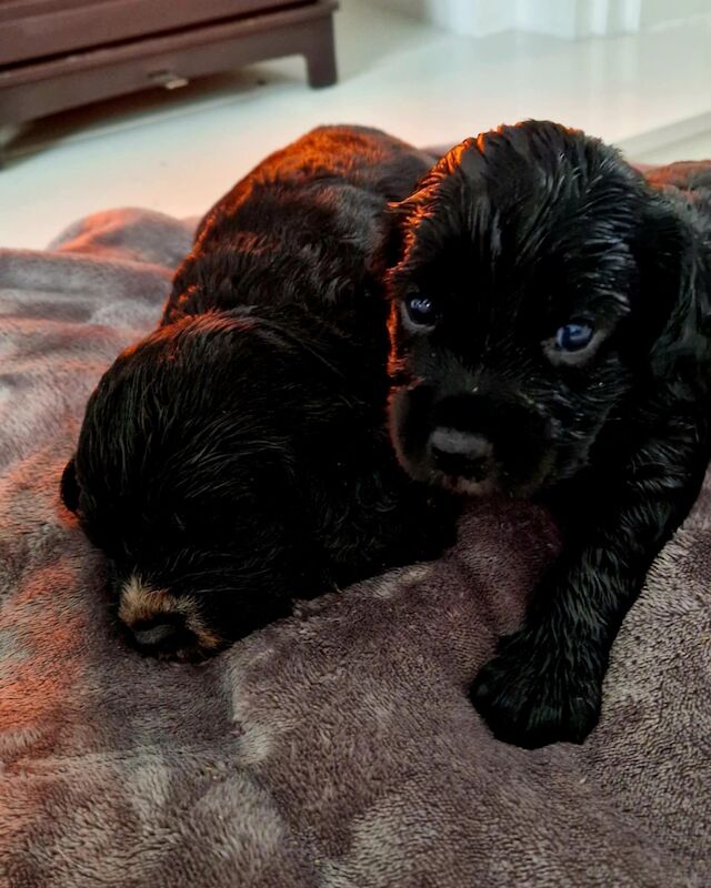 Working cocker spaniel puppies for sale in Rode Heath, Cheshire - Image 9