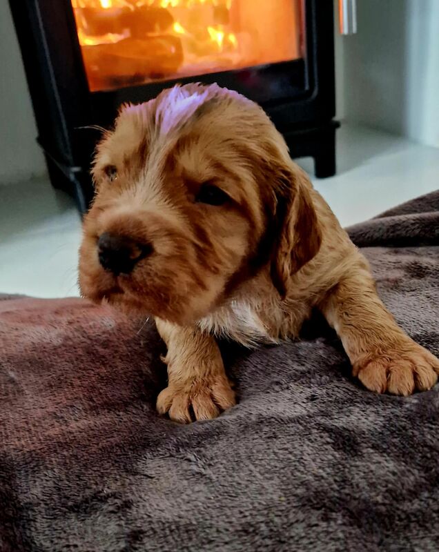 Working cocker spaniel puppies for sale in Rode Heath, Cheshire - Image 10