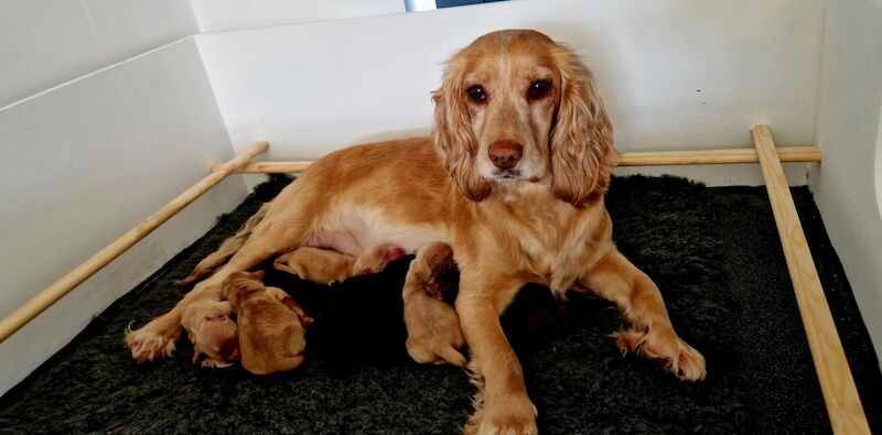 Working cocker spaniel puppies for sale in Rode Heath, Cheshire - Image 11