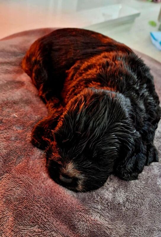 Working cocker spaniel puppies for sale in Rode Heath, Cheshire - Image 12