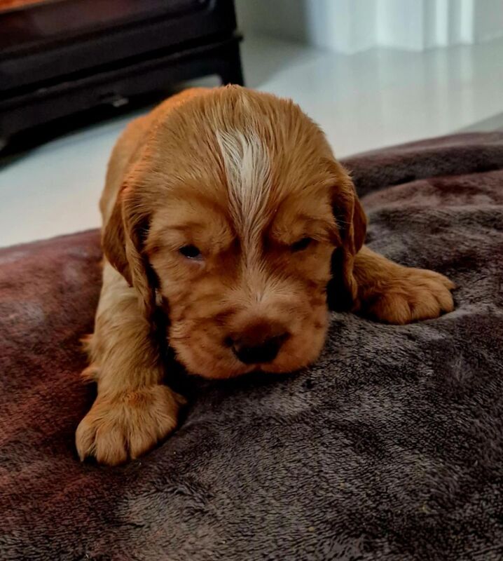 Working cocker spaniel puppies for sale in Rode Heath, Cheshire - Image 13