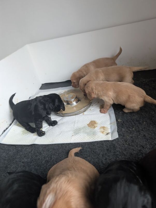 Working cocker spaniel puppies for sale in Rode Heath, Cheshire - Image 14