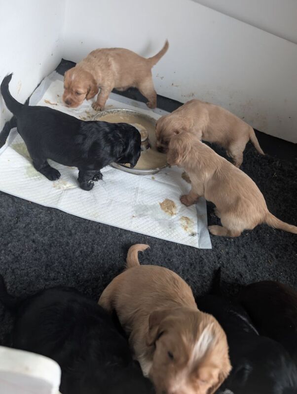 Working cocker spaniel puppies for sale in Rode Heath, Cheshire - Image 15