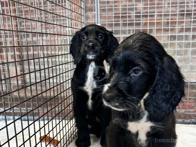 Cocker Spaniel puppies for sale in Arundel, West Sussex – 1 year old - Image 2 of 5