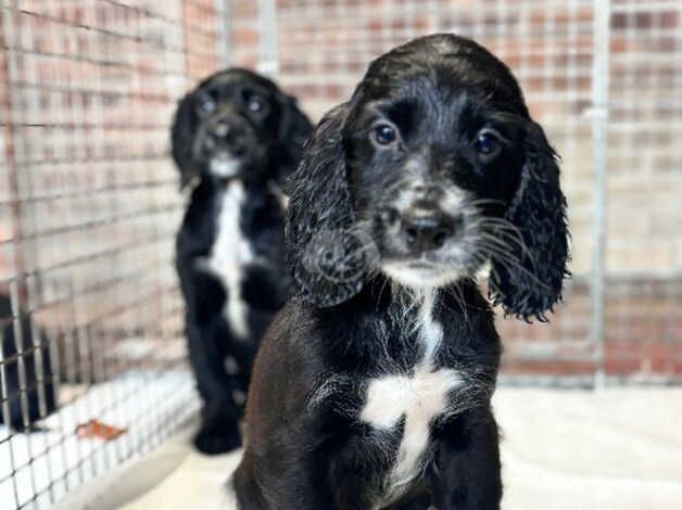 Cocker Spaniel puppies for sale in Arundel, West Sussex – 1 year old - Image 4 of 5