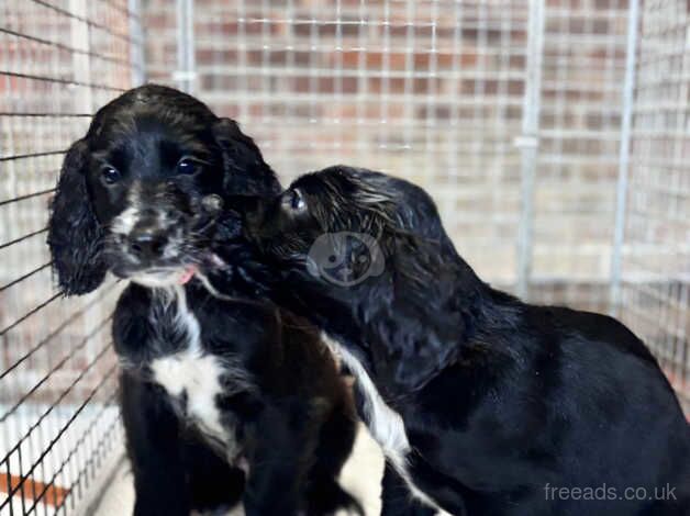 Cocker Spaniel puppies for sale in Arundel, West Sussex – 1 year old - Image 5 of 5