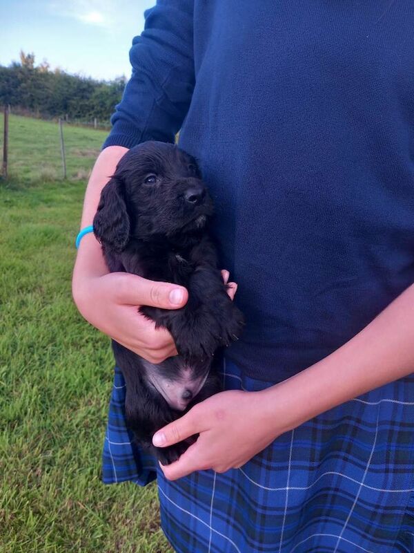 Working Cocker Spaniel Puppies Ready End of September