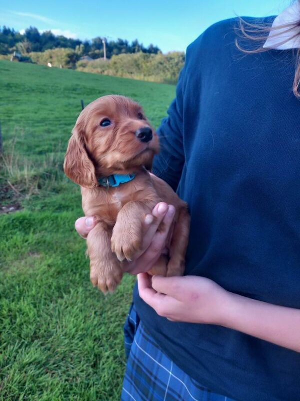 Working Cocker Spaniel Puppies Ready End of September - Image 2 of 3