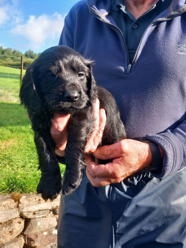 Working Cocker Spaniel Puppies Ready End of September - Image 3 of 3