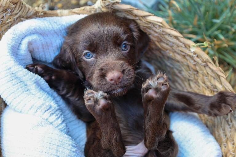 Working Cocker spaniel puppy