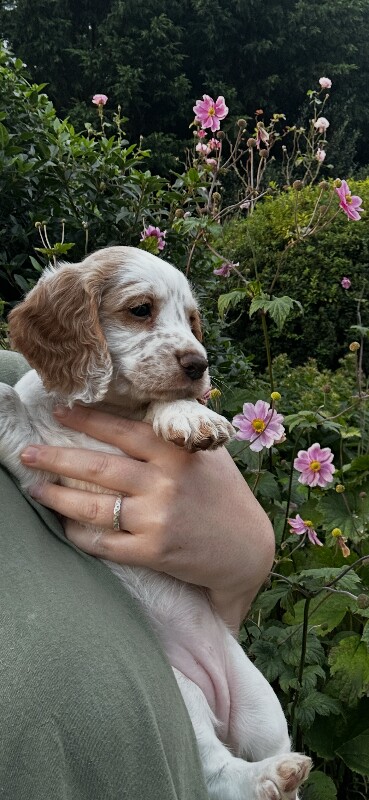Working Cocker Spaniel Puppy