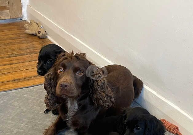 Best carey's boykin and brittany spaniels Factory Sale