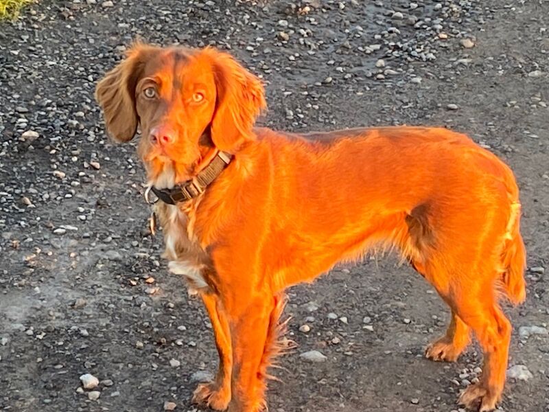 Working cocker spaniel puppy kc for sale in Tadcaster, North Yorkshire | Image 2