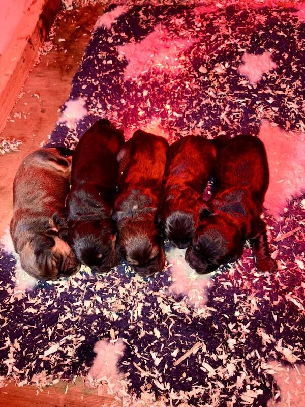 Cocker Spaniel puppies for sale in Headcorn, Kent – 3 weeks old