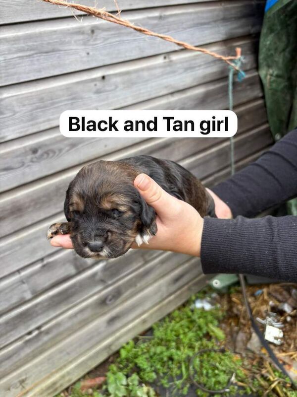 Cocker Spaniel puppies for sale in Headcorn, Kent – 3 weeks old - Image 2 of 4