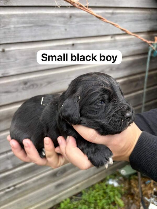 Cocker Spaniel puppies for sale in Headcorn, Kent – 3 weeks old - Image 3 of 4