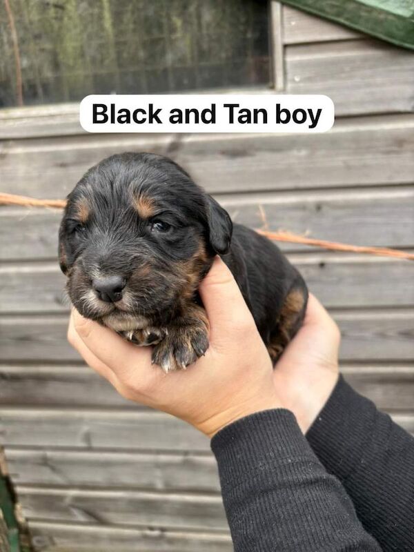 Cocker Spaniel puppies for sale in Headcorn, Kent – 3 weeks old - Image 4 of 4