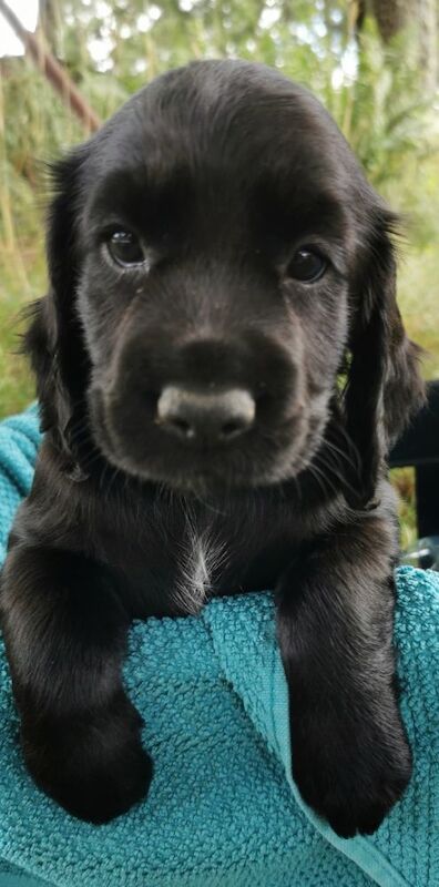 Cocker Spaniel Puppies For Sale Under £1,000