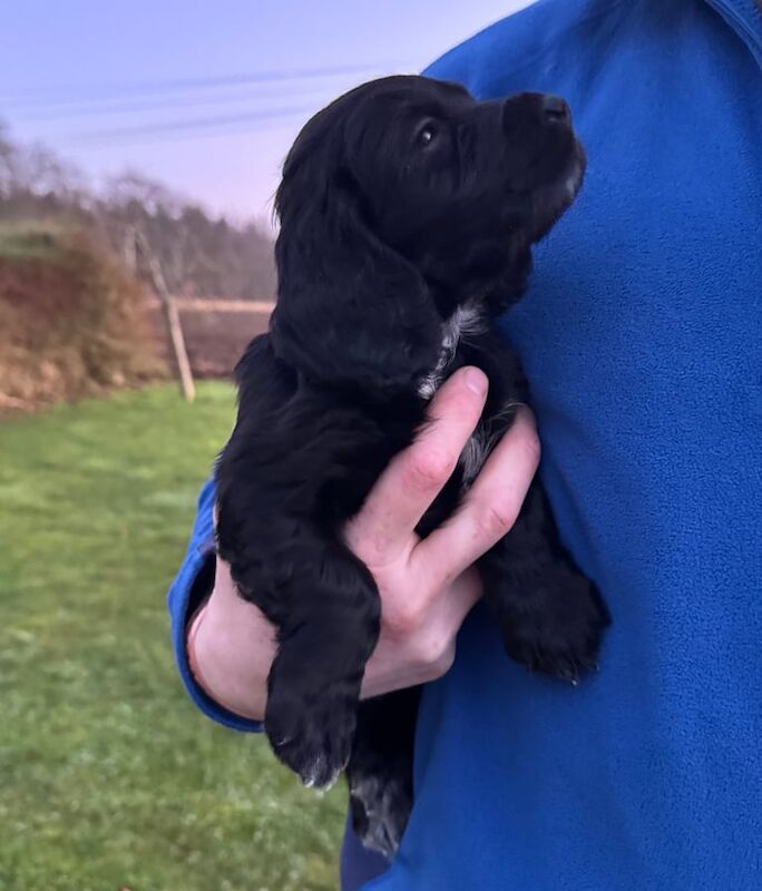 Cocker Spaniel puppies for sale in Turriff, Aberdeenshire – 1 year old - Image 2 of 3